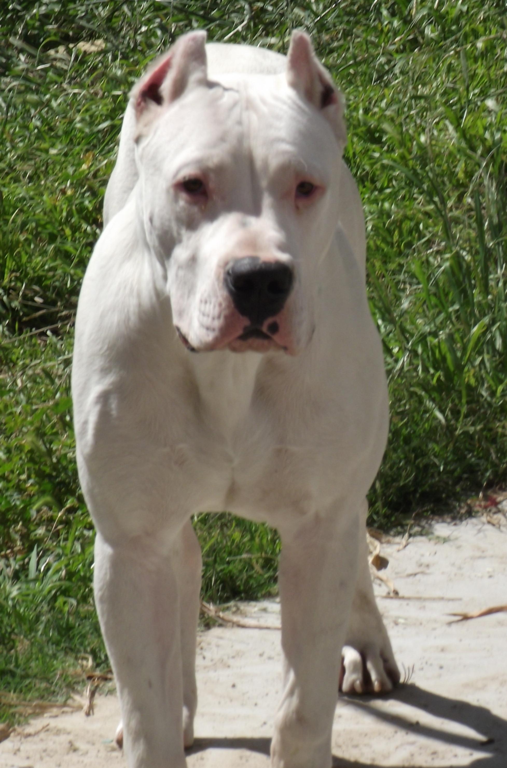 Dogo Argentino Standard, Breed Standard El Dogo Argentino
