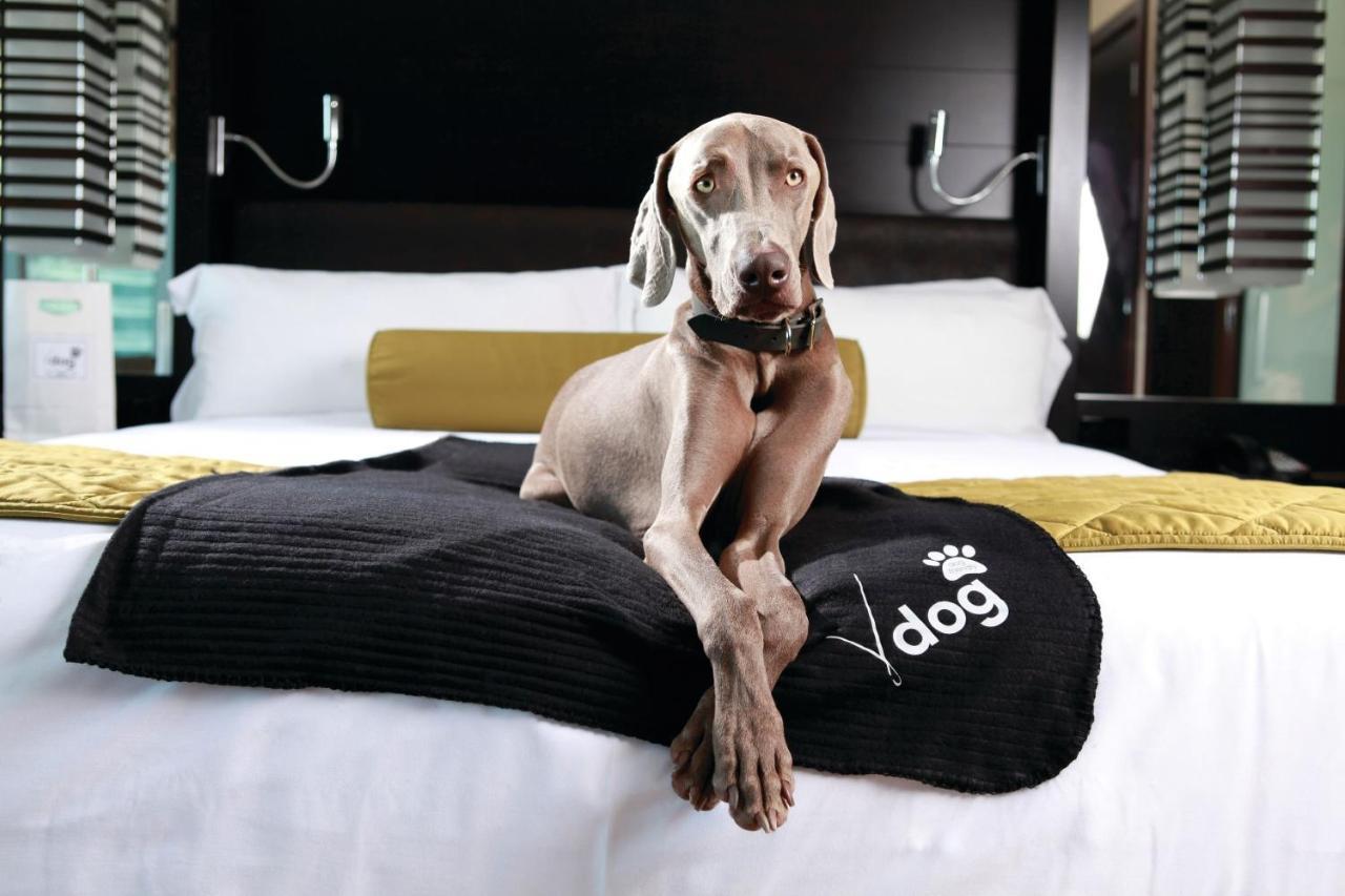 Studio V Hond
