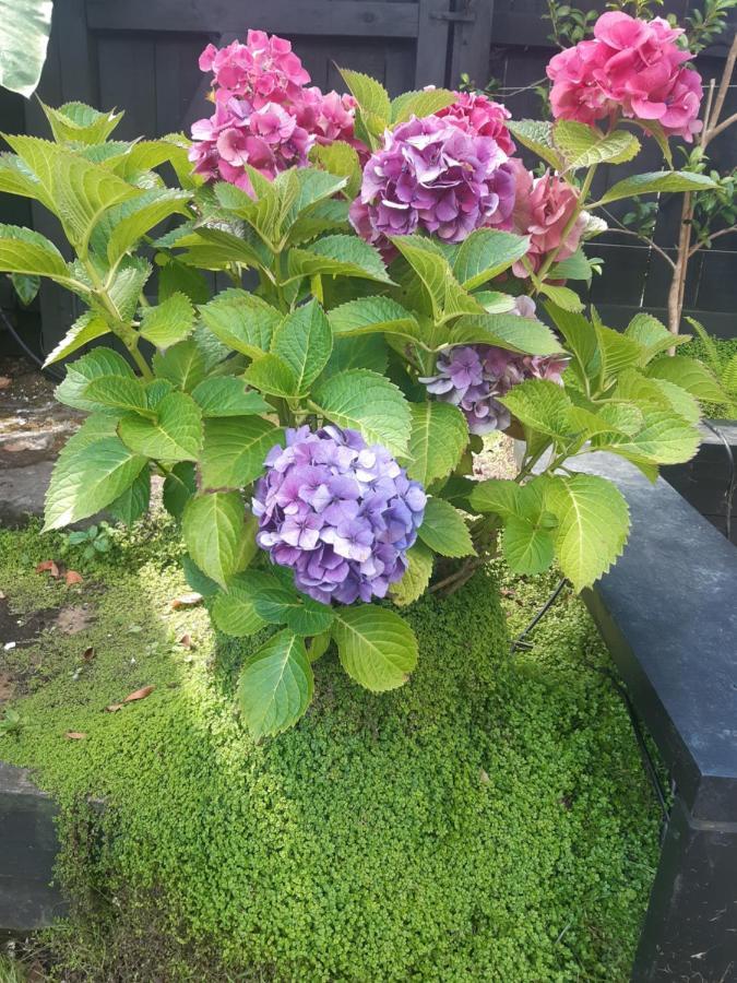 One-Bedroom Cottage Garden View