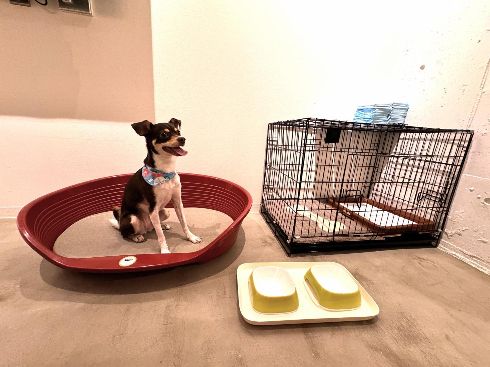 Triple Room - Pet Friendly