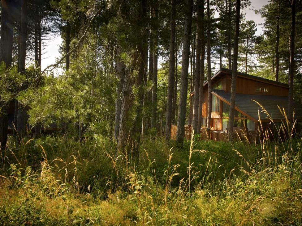 New Style - Golden Oak Cabin (pet-friendly)