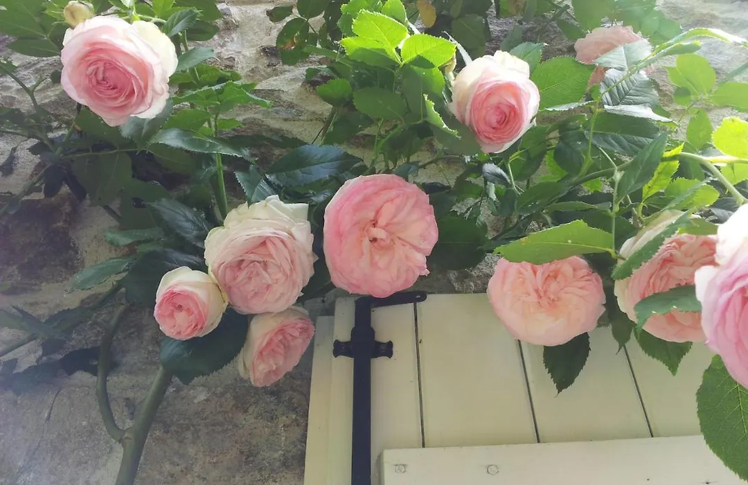 B&B Maison Coralie-1