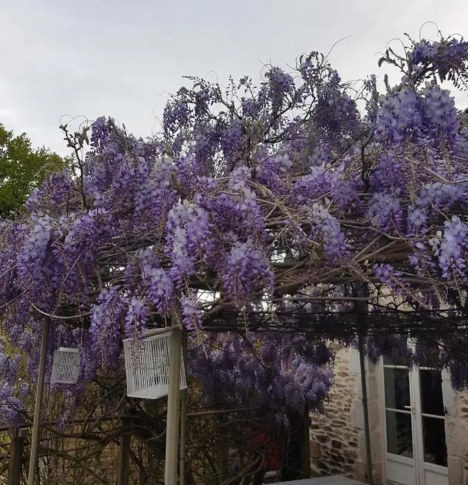 La THIBAUDIERE Glycine-1