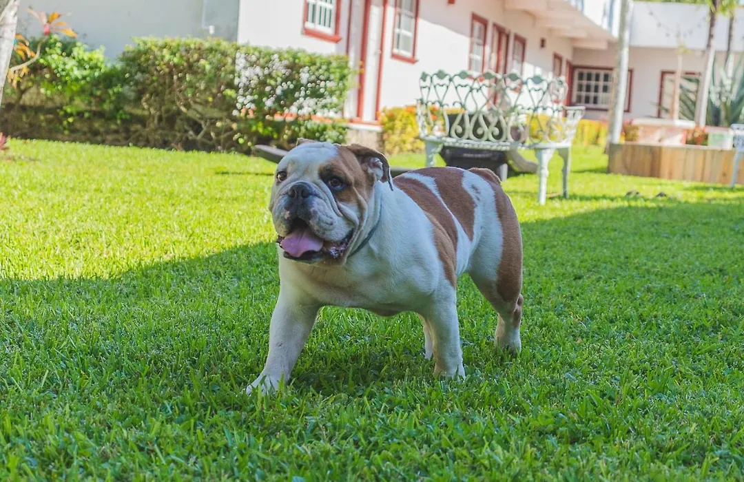 Hotel Lagoon - Pet Friendly-1