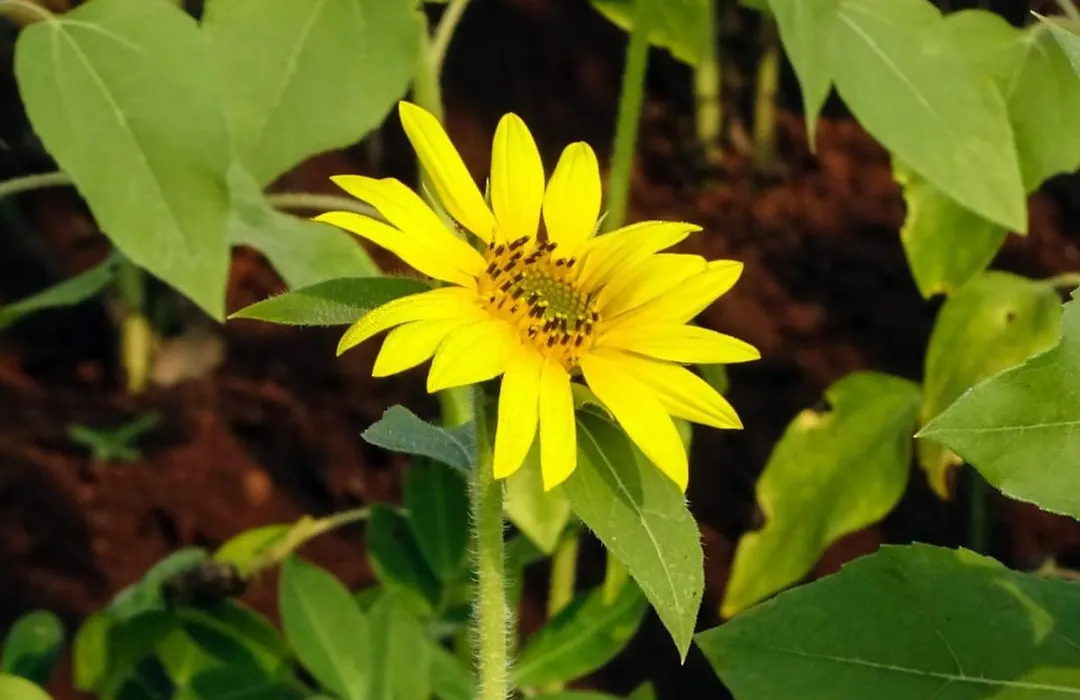 Aarya Farm-1