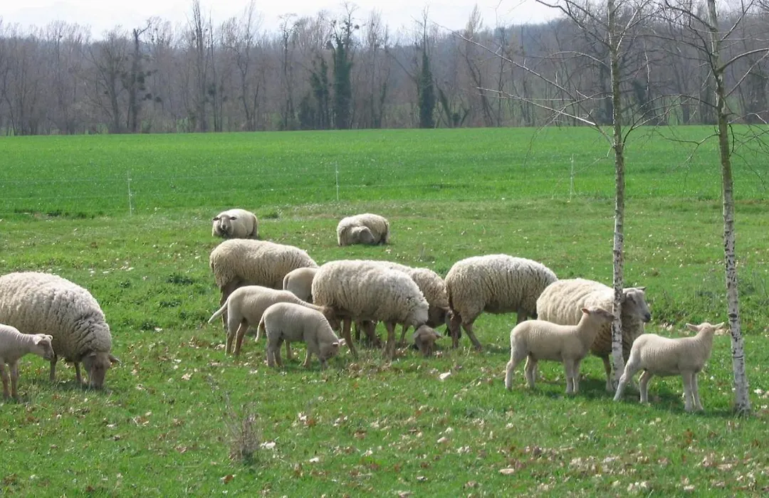 La Ferme Montplaisir-1