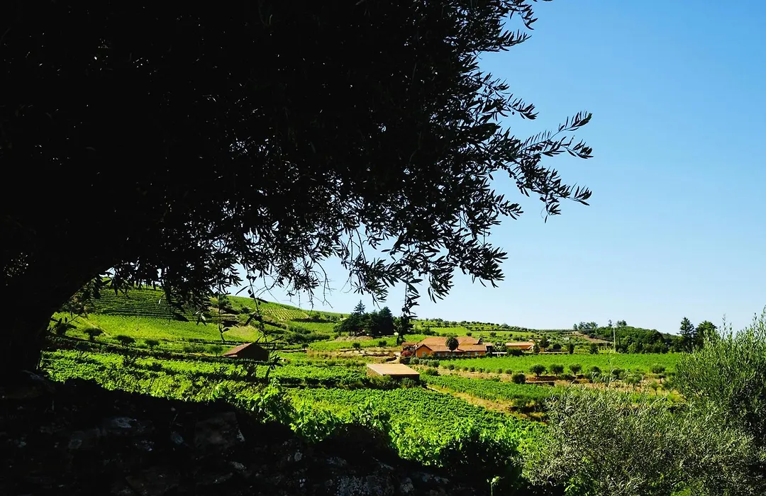 Quinta Do Monte Travesso - Country Houses & Winery-1