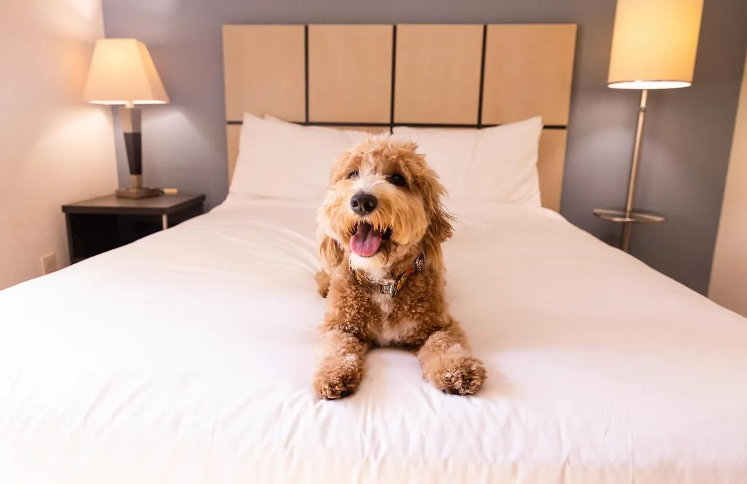 Sonesta Simply Suites Memphis East Poplar Pike-1