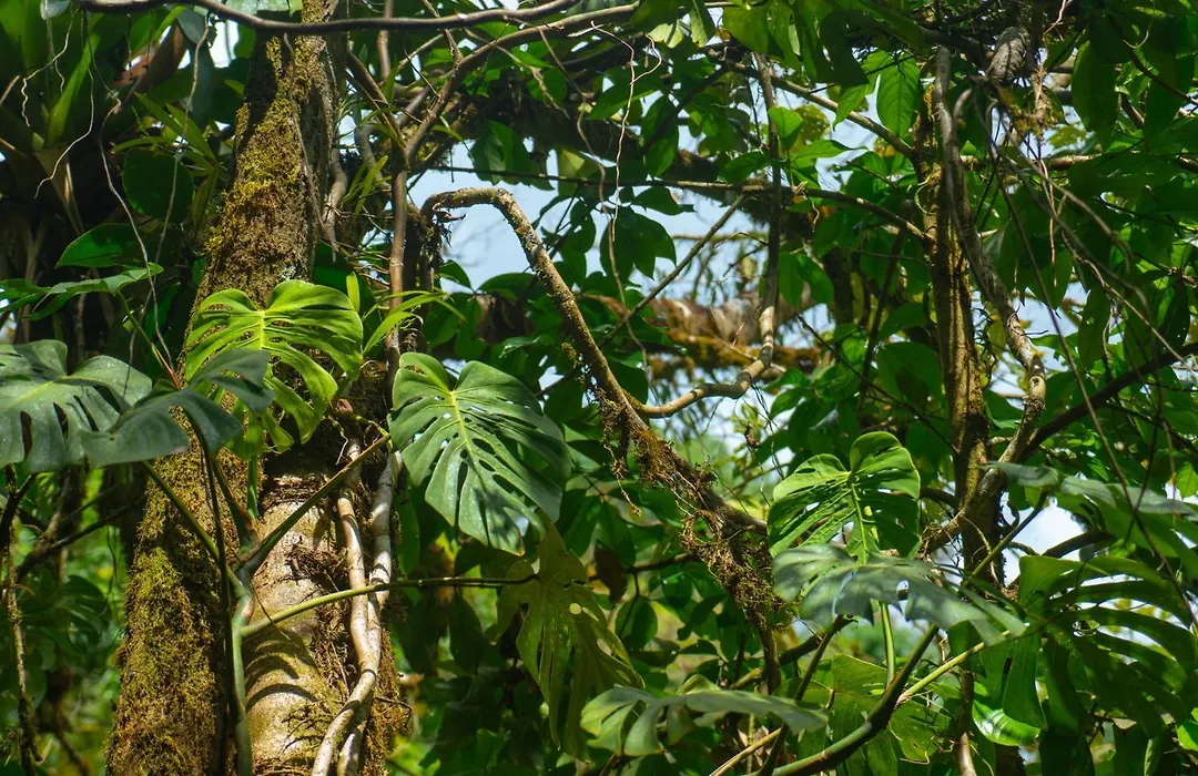 Jardines Secretos Lodge-1