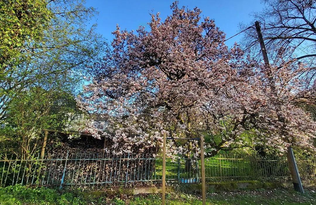 Bergischer Hof - Bergischer Hofgarten-1