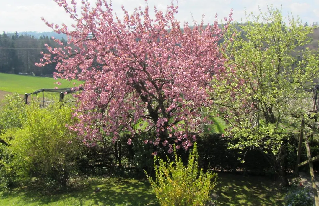 Pension Maria Wallner-1