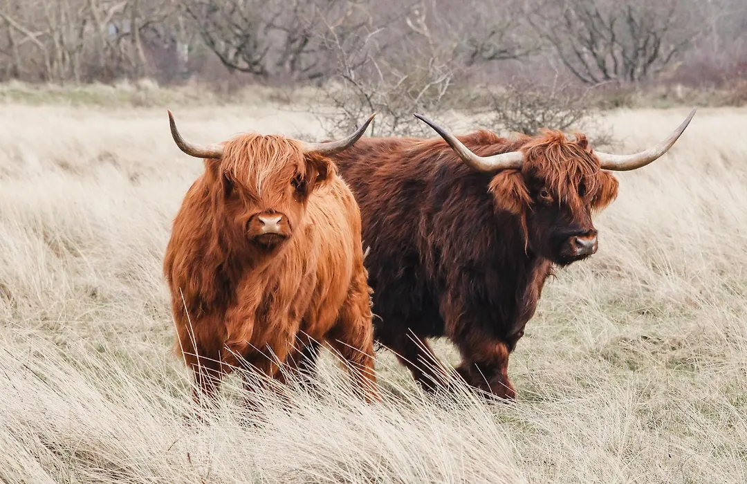 Zoomers Aan Het Bos-1