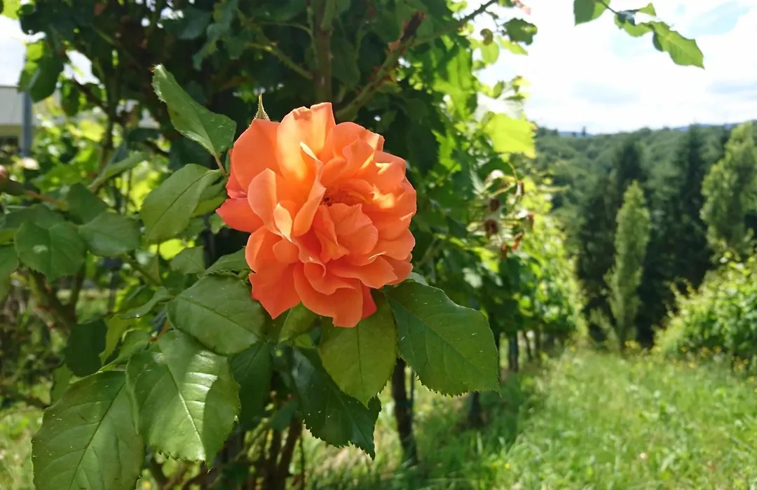Weingut Winzerzimmer Toso-1