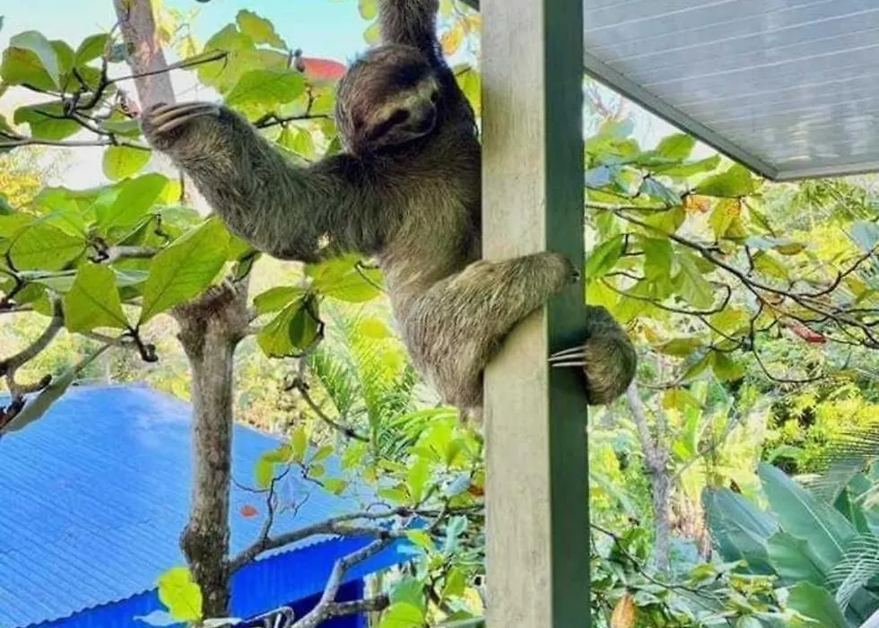 Peace Of Paradise Breakfast Included Free Manuel Antonio Park Tour-1