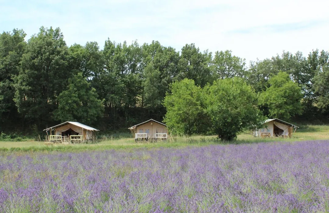 Les Ânes de Forcalquier-1