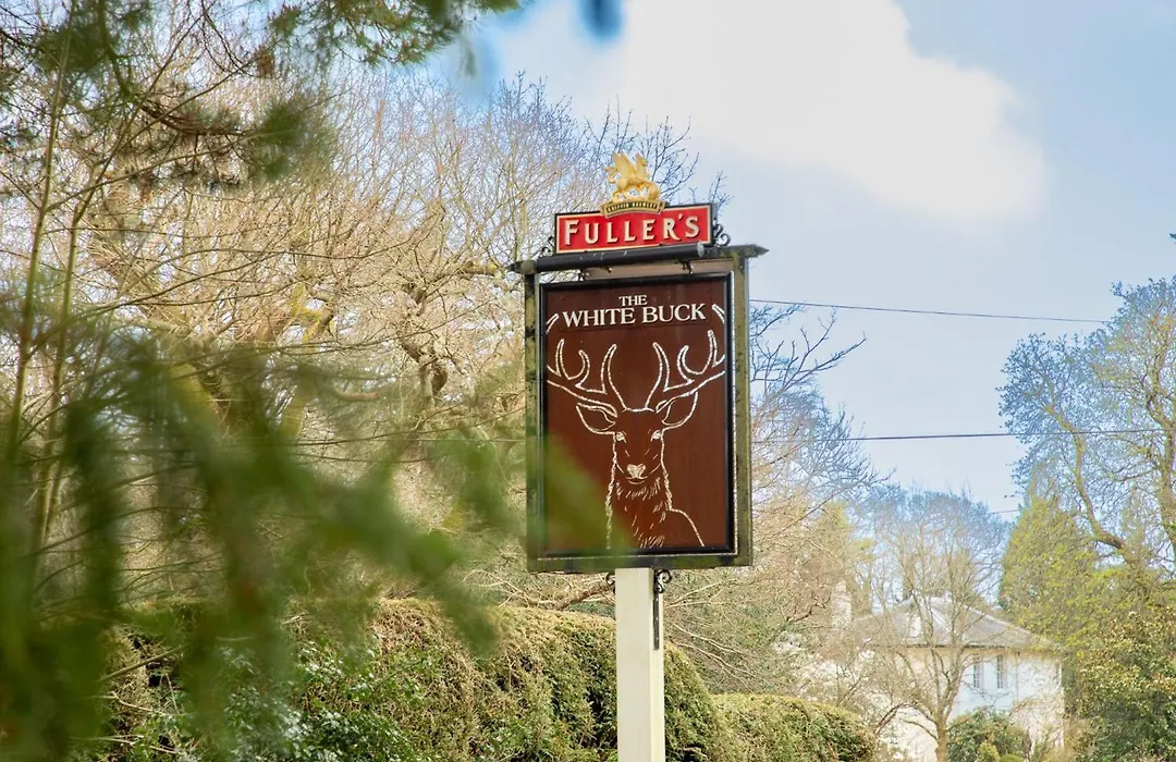 The White Buck-1
