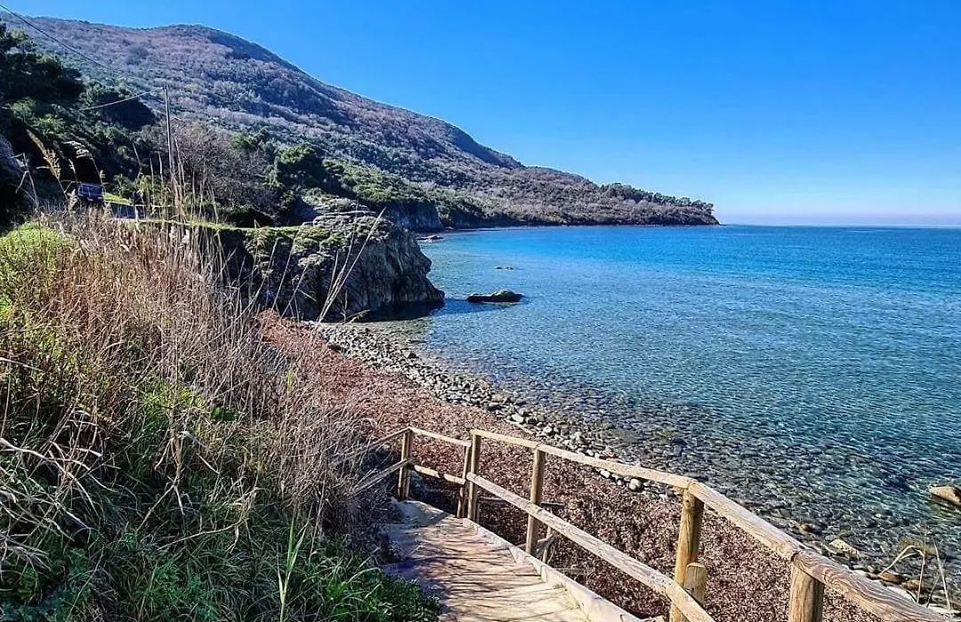 Domus Olea-1