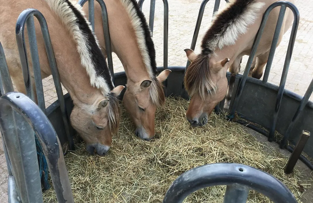 Gastenverblijf op unieke locatie De Kronkel op de Veluwe-1