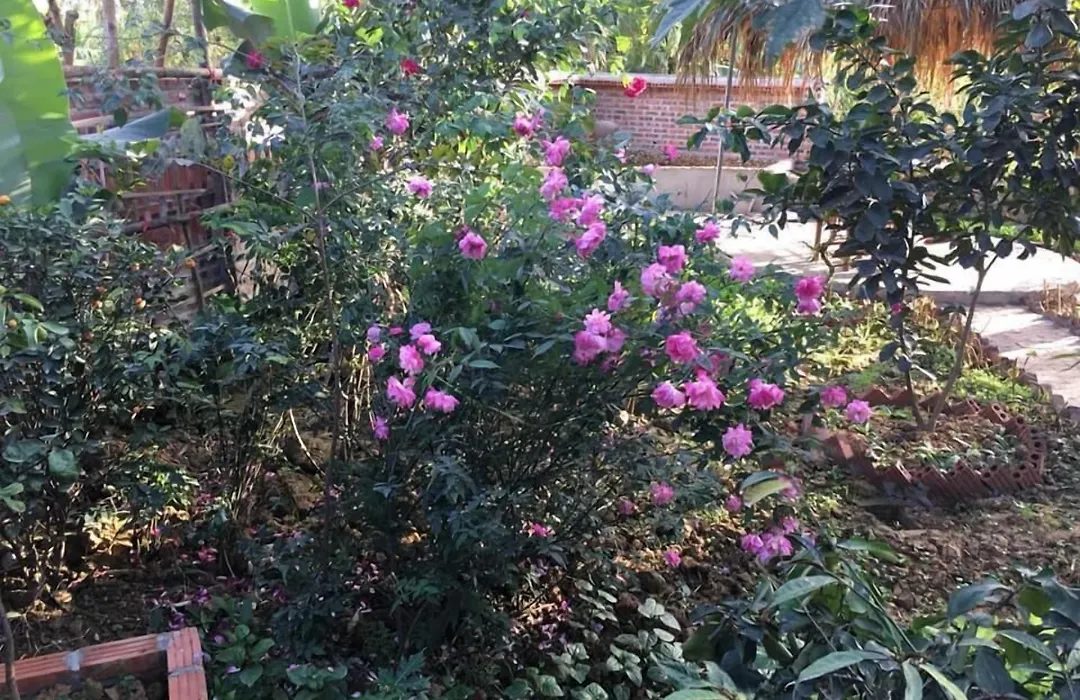 Van Long Family Homestay-1