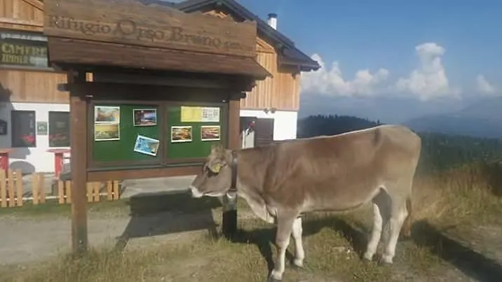 Rifugio Orso Bruno-1