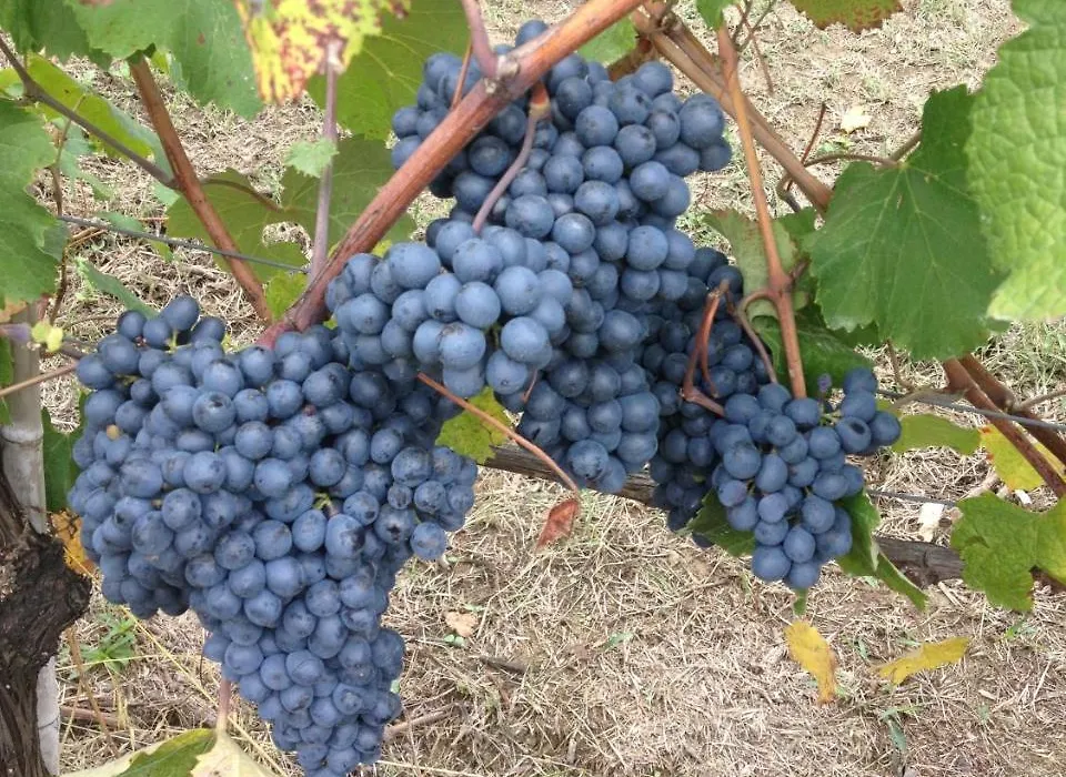 Tenuta Tamburnin-1