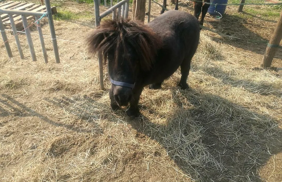 The Horse-1