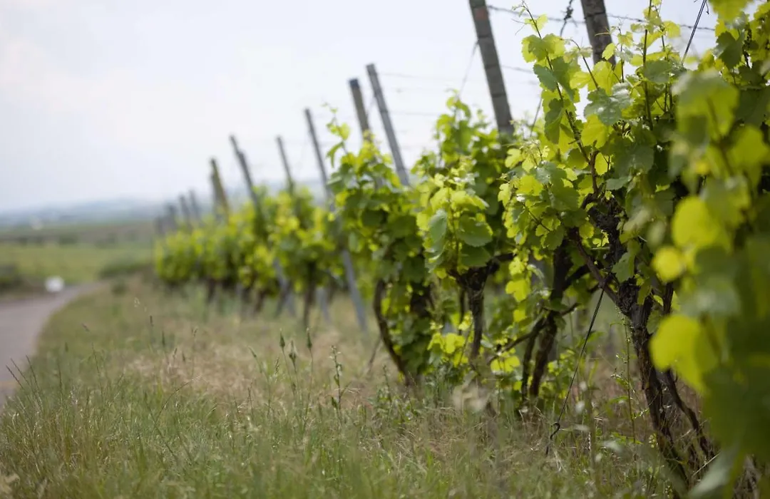 Weingut Schilling-1
