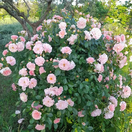 Casale della rosa-2
