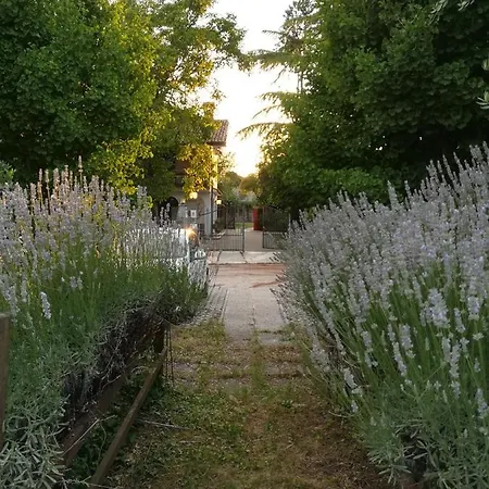 Falco Bianco-2