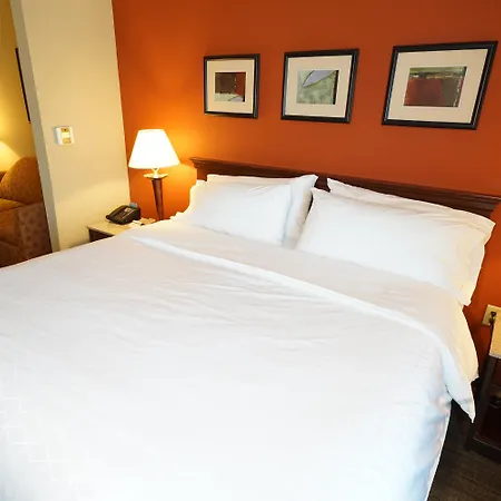 Holiday Inn Express Hotel & Suites Tampa-Oldsmar By Ihg-2