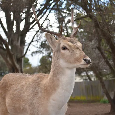 Deer Park Motor Inn Armidale-2