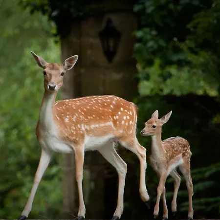 Ashdown Park Hotel-2