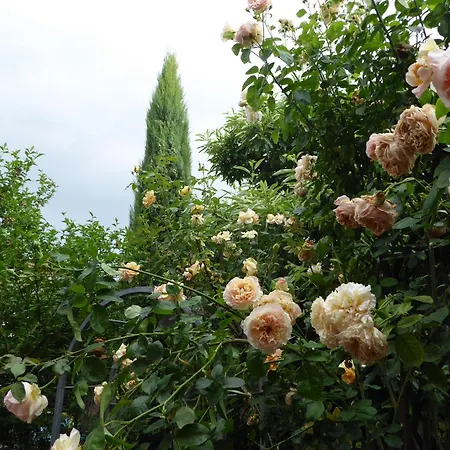 Pension Zur Rose-3