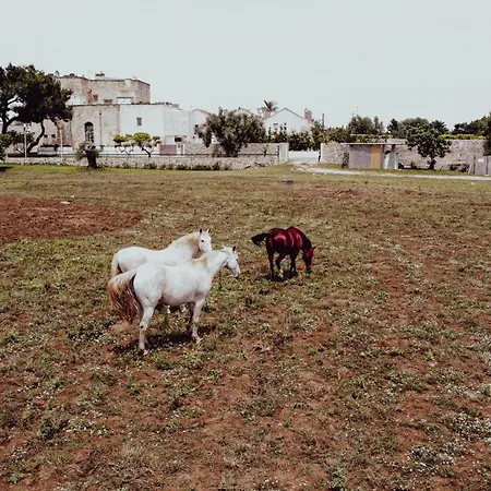 Masseria Francescani-3