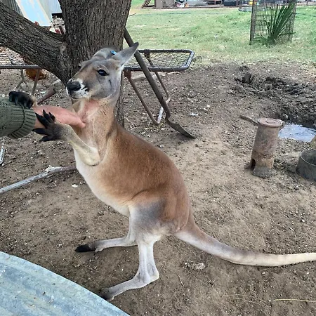 Corella Creek Country Farm Stay-2