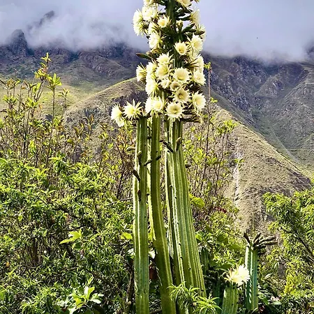 Sequeiros Garden-2