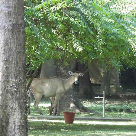 Lumbini Buddha Garden Resort-3