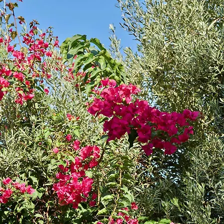 Son Sant Jordi-2