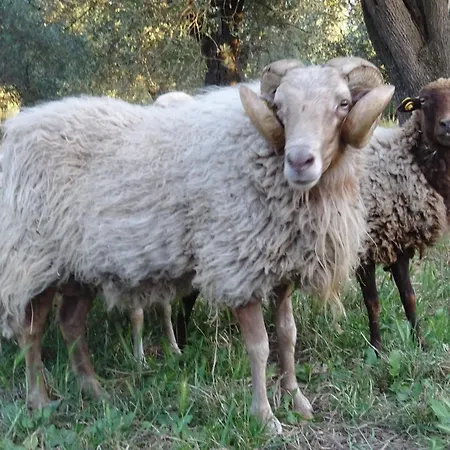 Camera D'Ambra-3