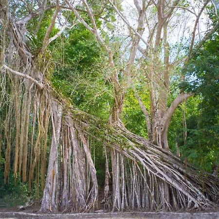 The Explorean Selva Maya Kohunlich-2