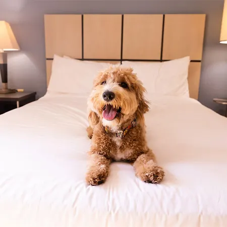 Sonesta Simply Suites Cleveland North Olmsted Airport-3