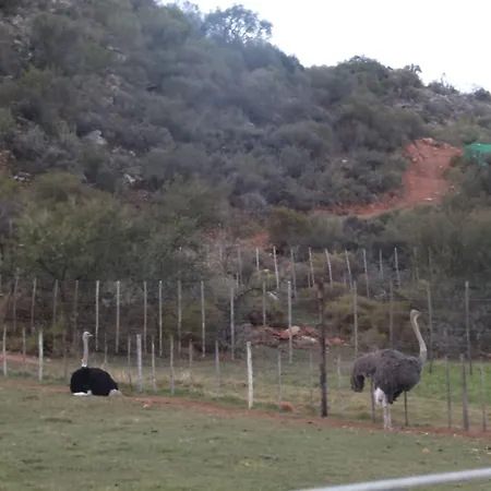 Old Mill Lodge, Seasonal Working Ostrich Farm & Restaurant, Oudtshoorn-3
