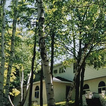 White Birch Inn-3