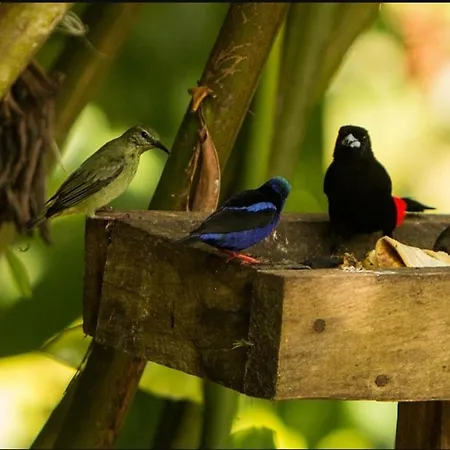 Finca Verde Lodge-3
