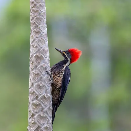 Natural Luxury Birding Lodge - Premium Birdwatching Near Cali-3