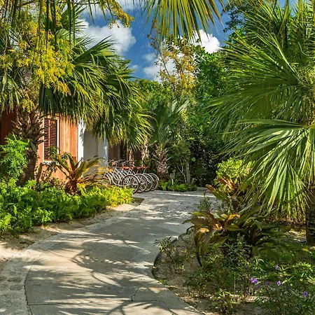 Como Parrot Cay-3