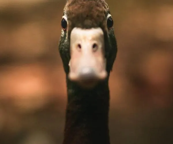 Le canard enchanté