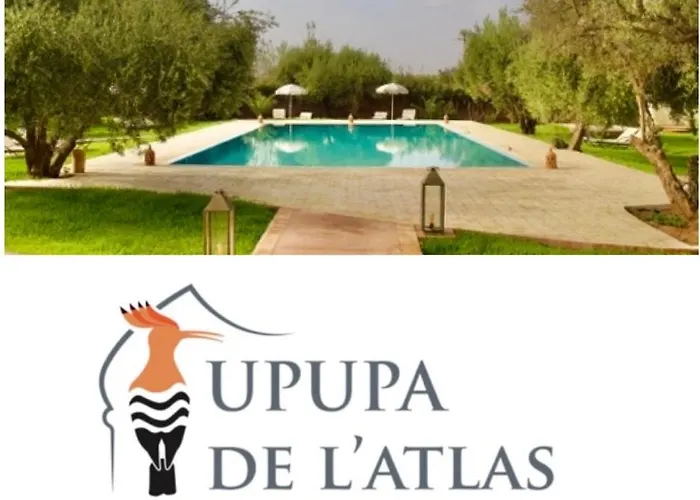 Upupa De L'Atlas Ouled el guerne