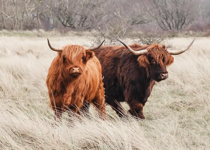 Zoomers Aan Het Bos Castricum