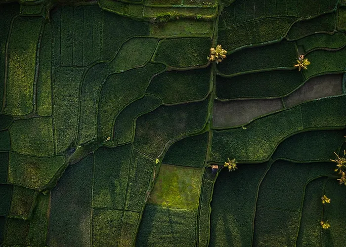 Anantara Ubud Bali Resort